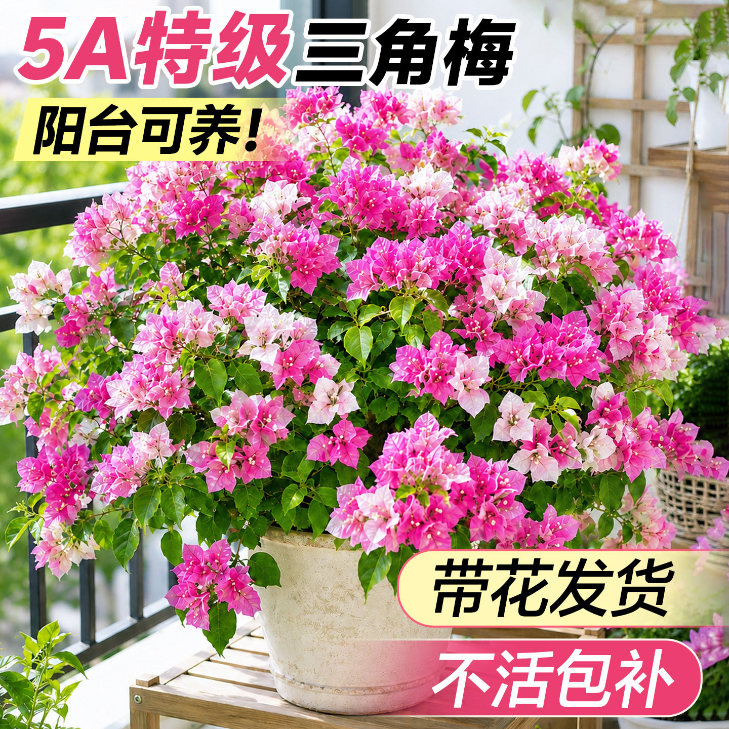 【带花发货】特级三角梅不活包补图片