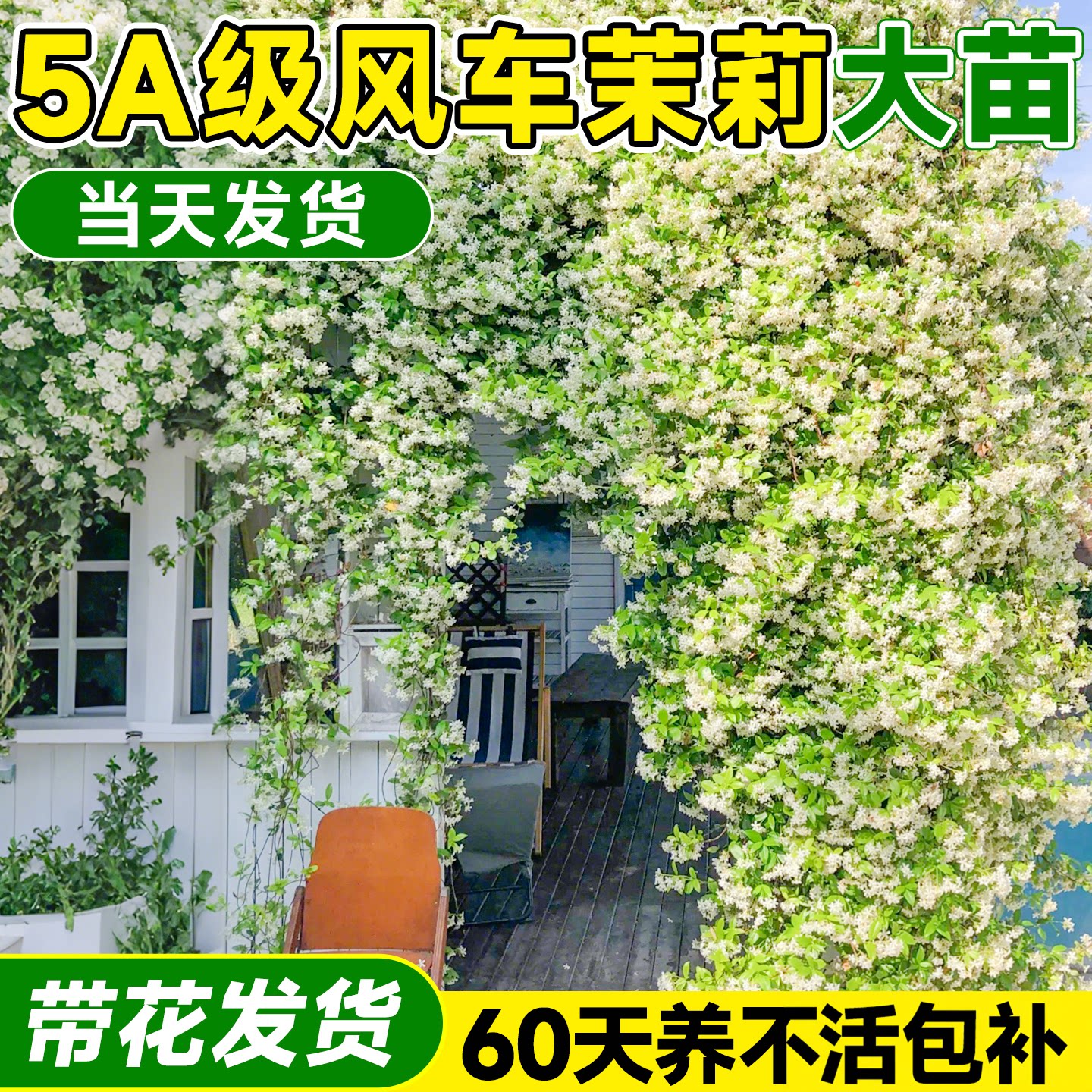 【5A风车茉莉】当年爬藤不活包补图片