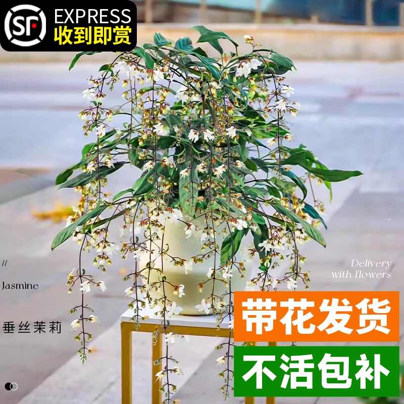垂丝茉莉盆栽带花苞进口绿植室内花卉四季开花泰国垂吊植物大苗