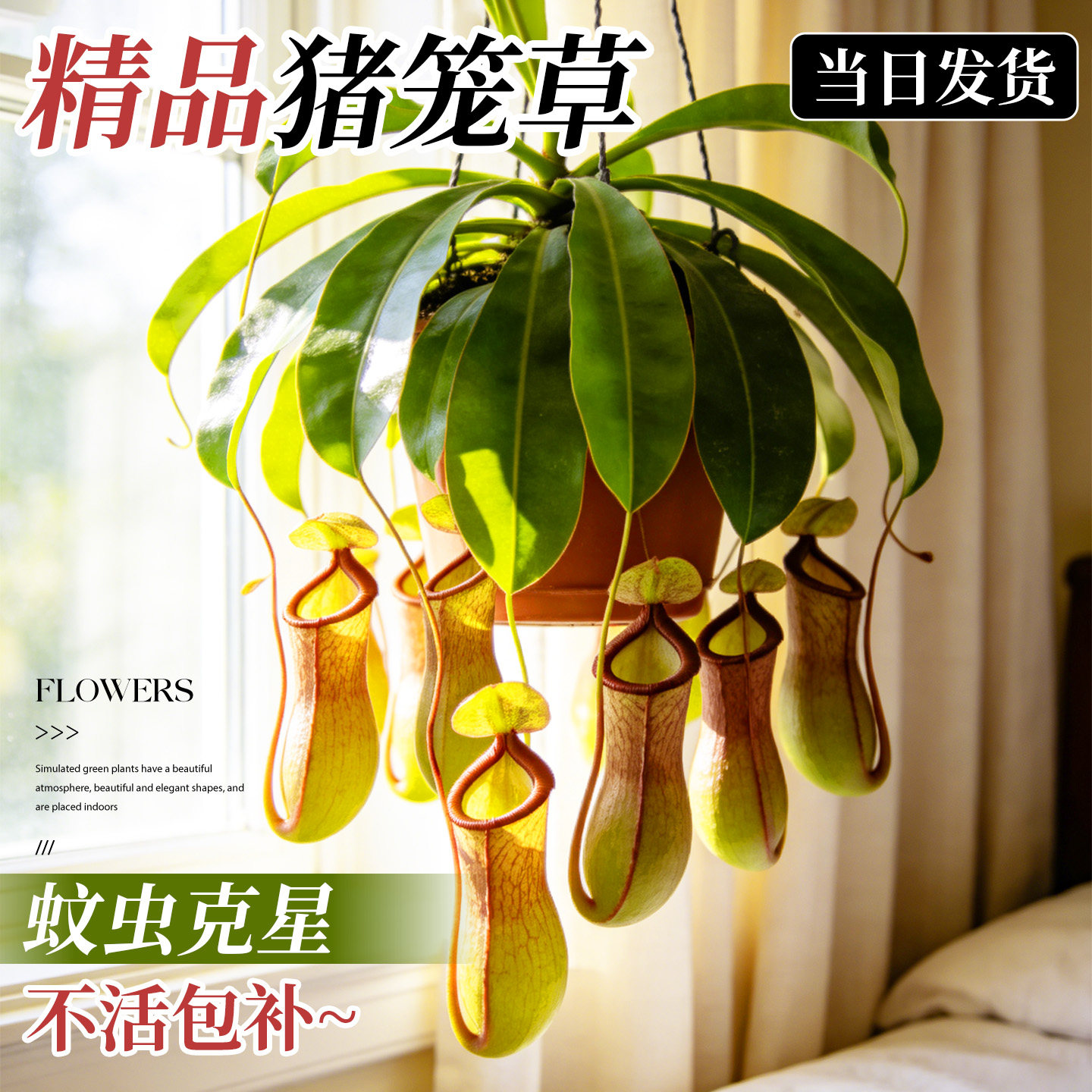 猪笼草盆栽驱蚊超大食虫植物室内阳台捕蝇草绿植吊盆四季趣味花卉