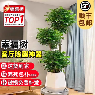幸福树客厅盆栽大型老桩绿植室内平安树盆景吸甲醛植物四季 好养禄