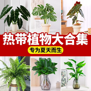 热带雨林植物绿植室内盆栽龟背竹天堂鸟绿萝蔓绿绒客厅办公室热植
