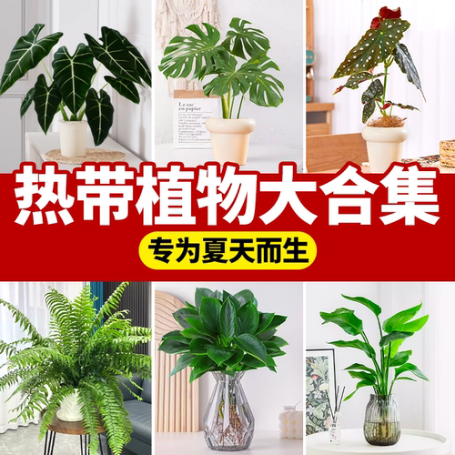 【精品】热带雨林植物盆栽好养活