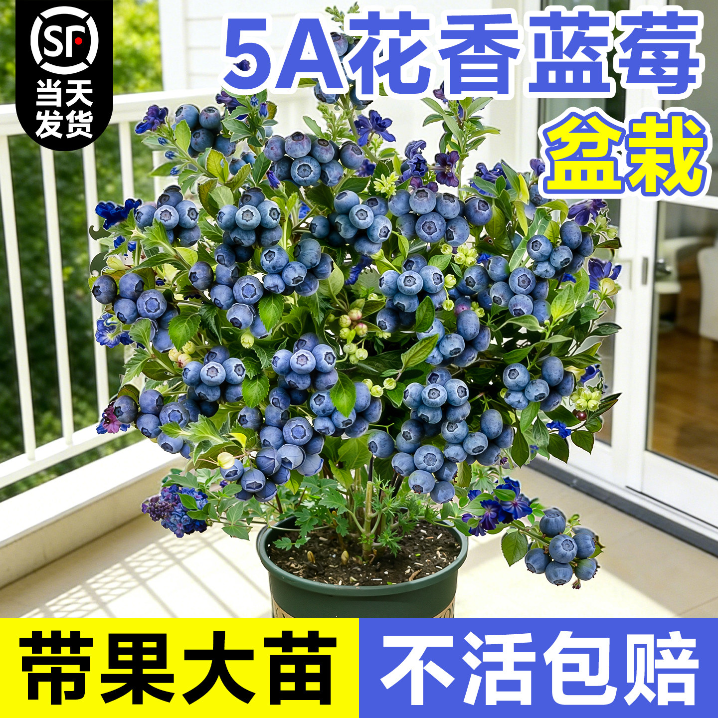蓝莓树果苗盆栽特大号花香蓝莓苗植物室内阳台四季南北方种植果树