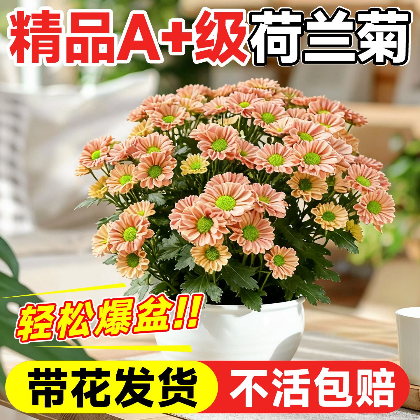 精品A+级荷兰菊带花发货不活包赔