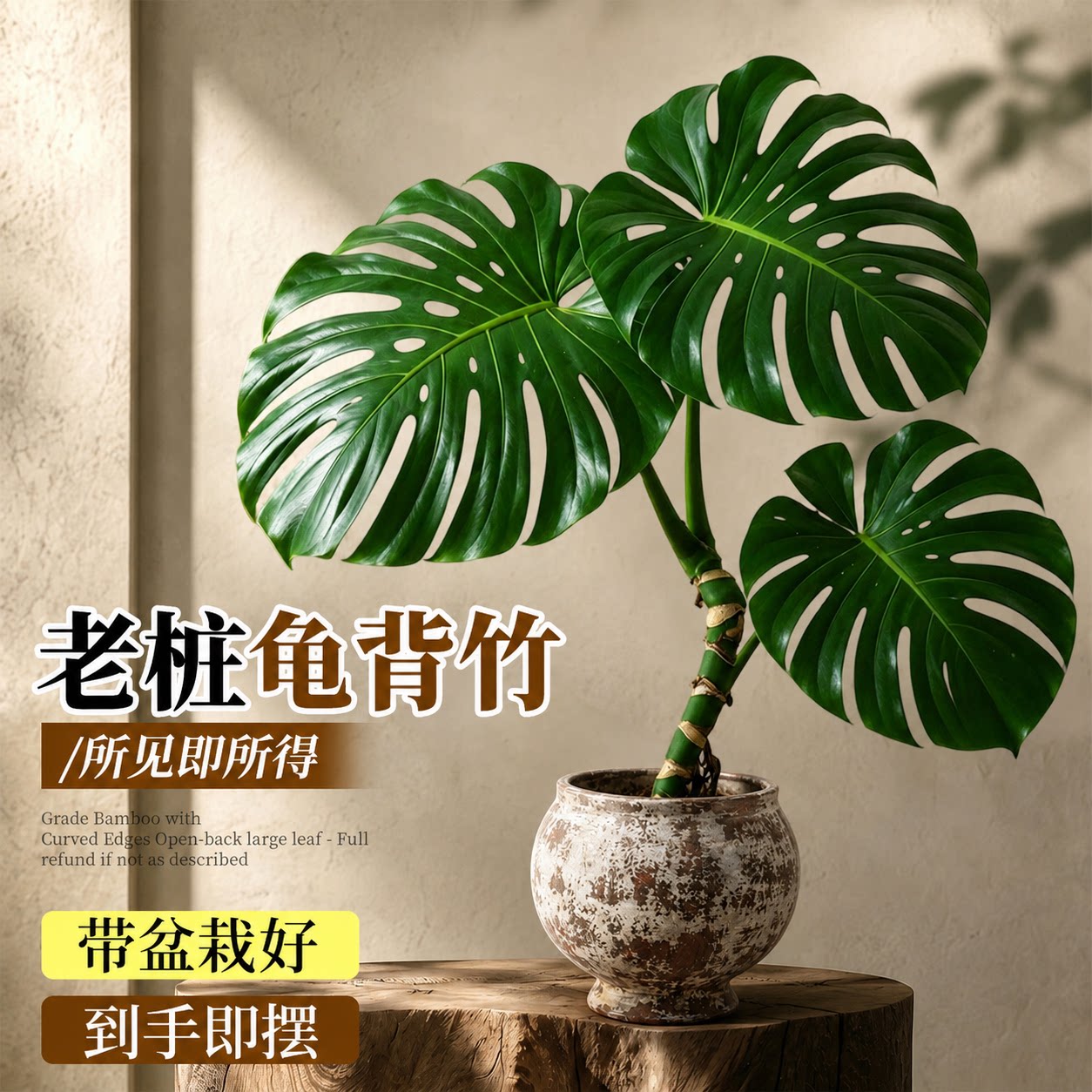 老桩龟背竹盆栽大叶好养净化空气图片
