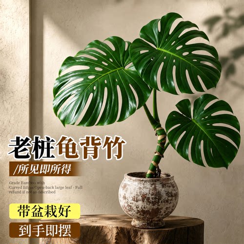 老桩龟背竹盆栽大叶好养净化空气