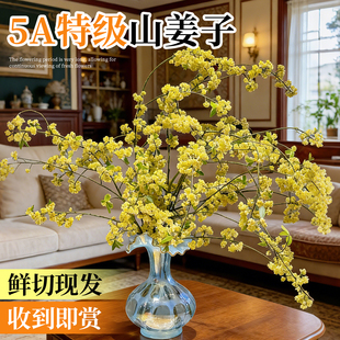 山姜子鲜切花枝水培室内植物好养年宵花马醉木客厅绿植美男树吊钟