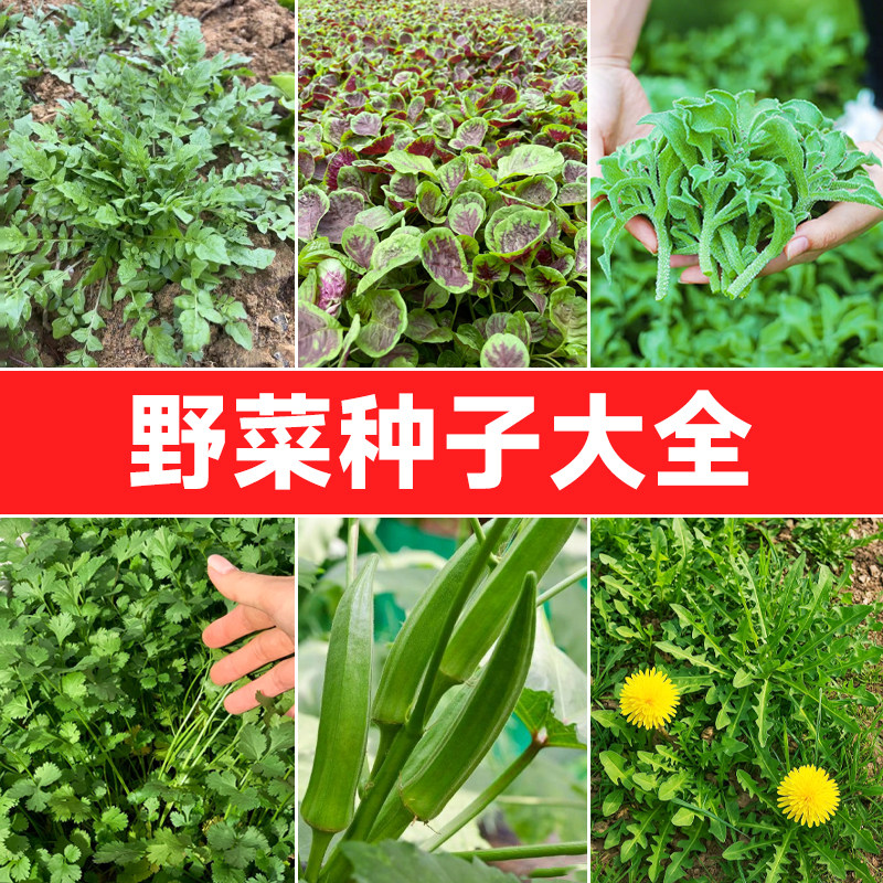 【四季野菜大全】耐寒耐热蔬菜种图片