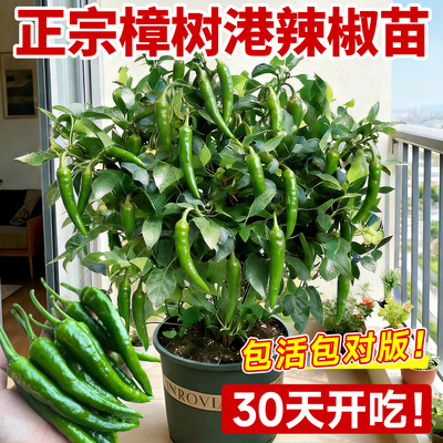 正宗樟树港辣椒可阳台盆栽种子