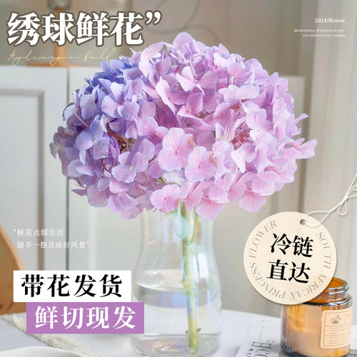 绣球花鲜切花水培水养