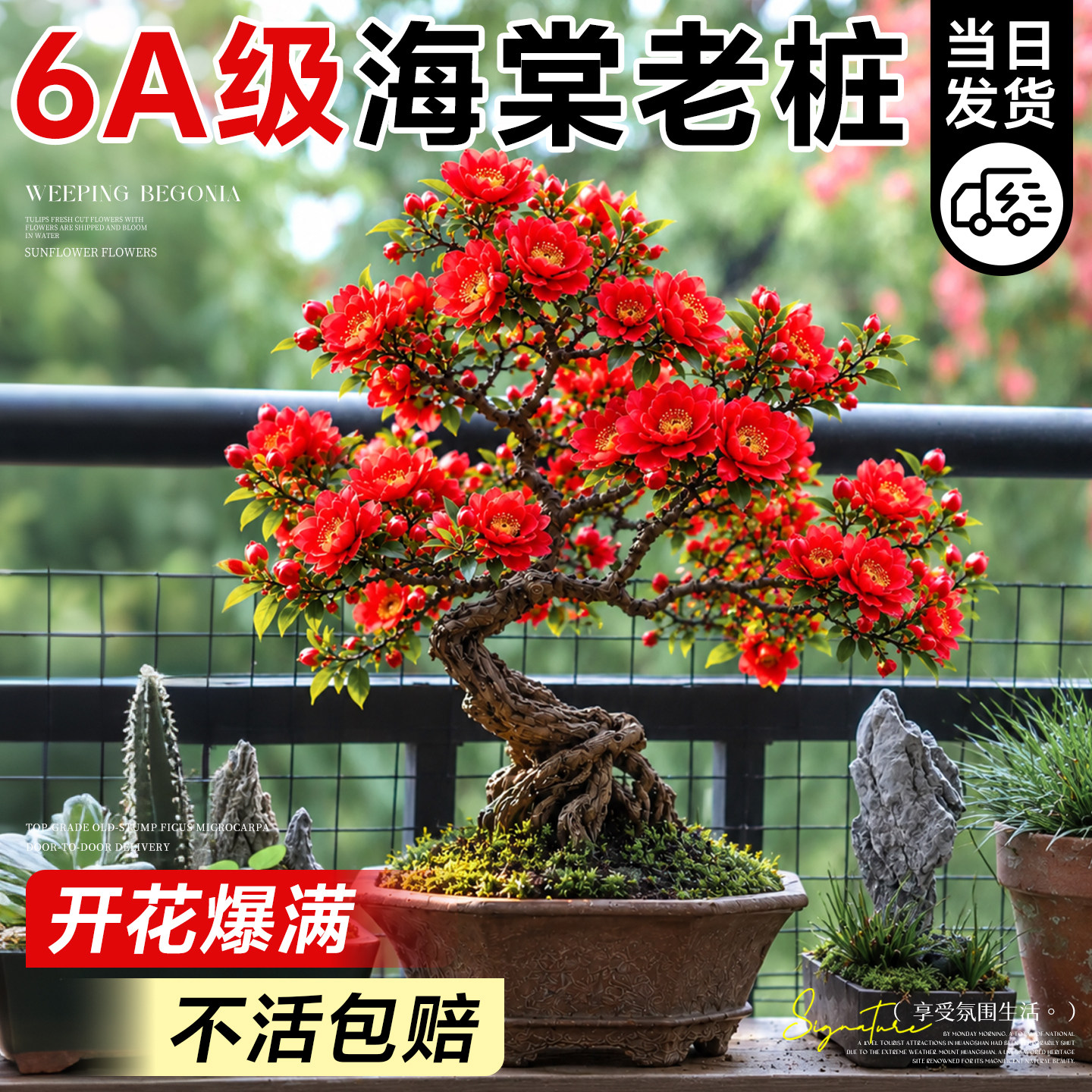 海棠盆栽四季开花阳台树苗西府长寿冠庭院老桩耐旱好养带花卉植物