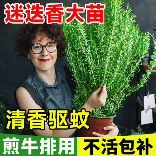 迷迭香盆栽牛排用可食用驱蚊薄荷