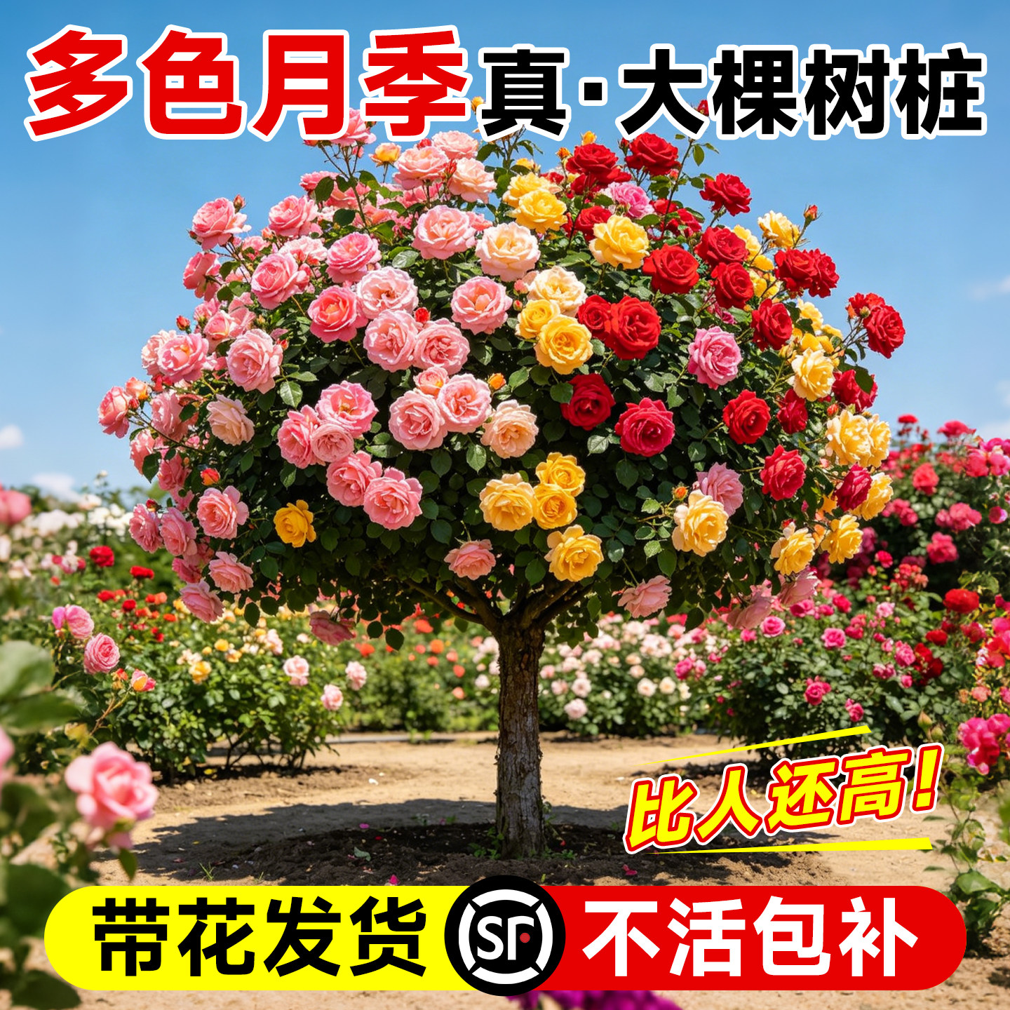 树桩月季特大花棒棒糖树状月季花苗盆栽花卉四季玫瑰花树苗绿植物
