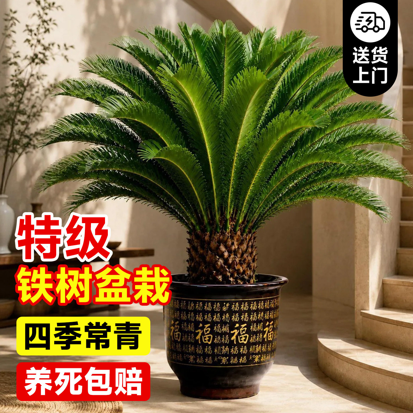 铁树盆栽老桩树苗公母一对特大号盆景庭院门口室内客厅大型绿植物