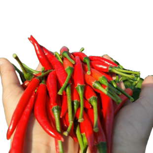 朝天椒种籽特辣小米辣椒种孑指天椒盆栽青椒种子四季蔬菜秧苗大全