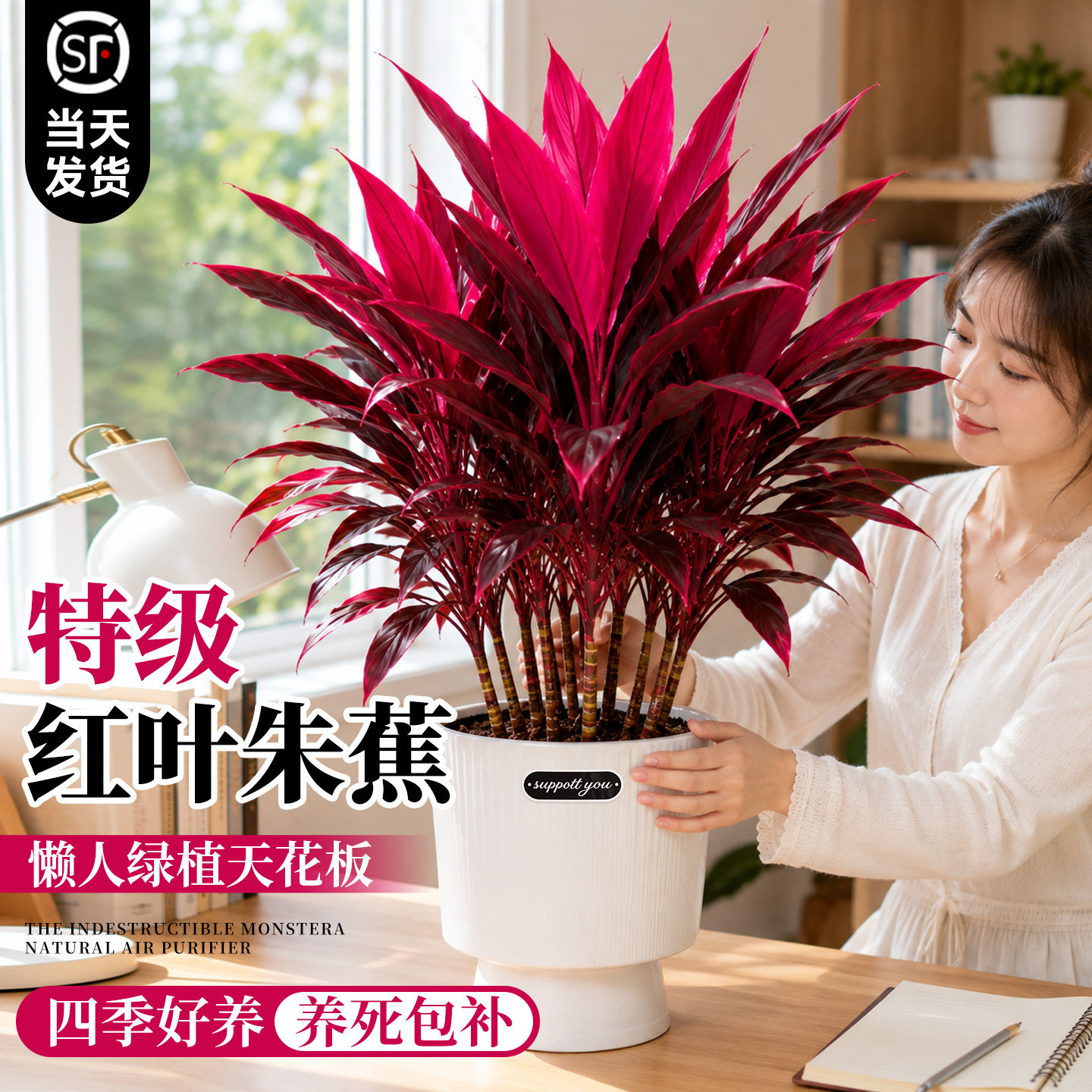 红叶朱蕉盆栽客厅高端绿植室内大型观叶植物阳台庭院耐热四季花卉