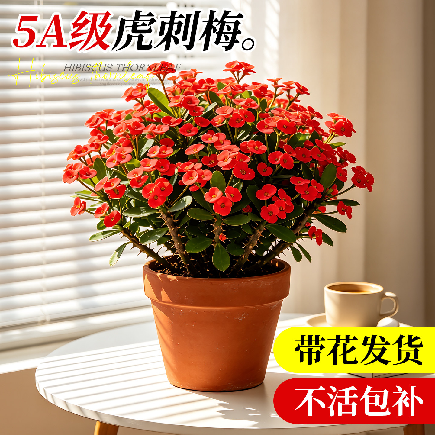 虎刺梅盆栽大叶大花铁海棠绿植室内植物花卉室内阳台四季好养开花