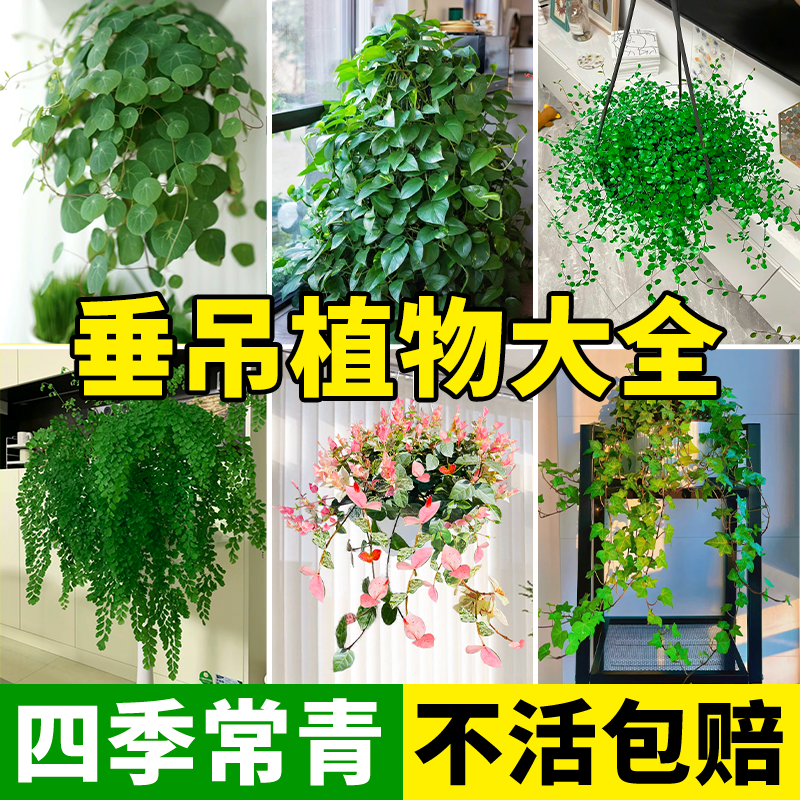 垂吊植物大全室内好养