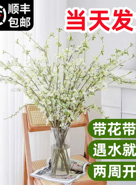 雪柳鲜枝水培干枝支带花苞绿植物室内鲜花水养开花卉龙柳盆栽插花