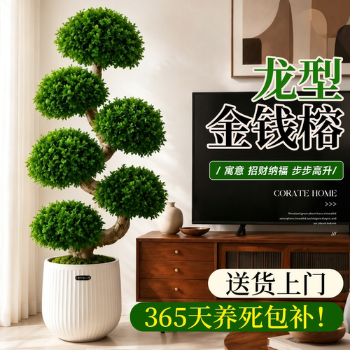 金钱榕大盆栽室内大型盆景招财金钱树客厅办公室摇钱树发财树四季