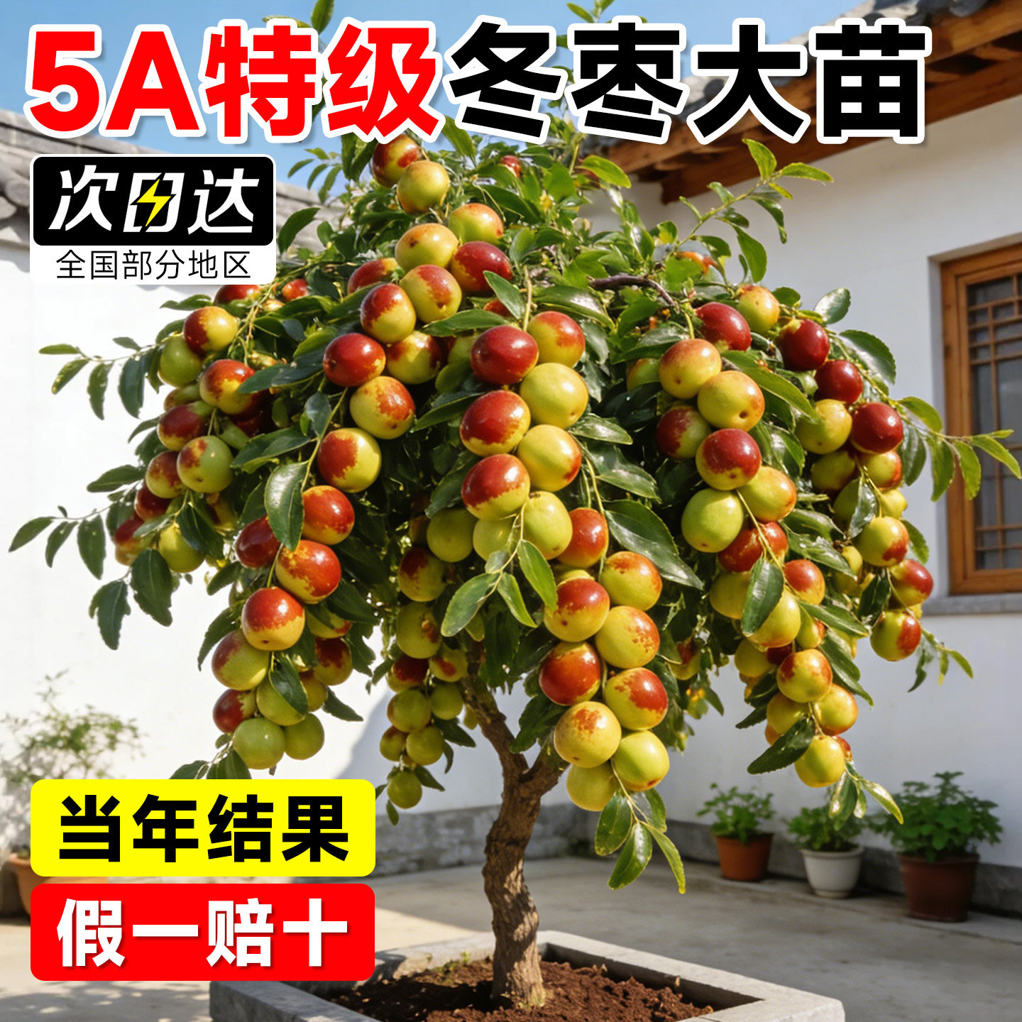 枣树活苗特大冬枣嫁接树苗沾化冬枣三代大枣超甜奶枣苹果水果青枣