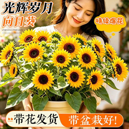 光辉岁月向日葵盆栽带花发货