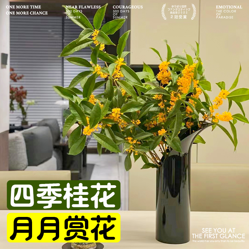 四季桂花水培室内客厅好养易活鲜花卉...