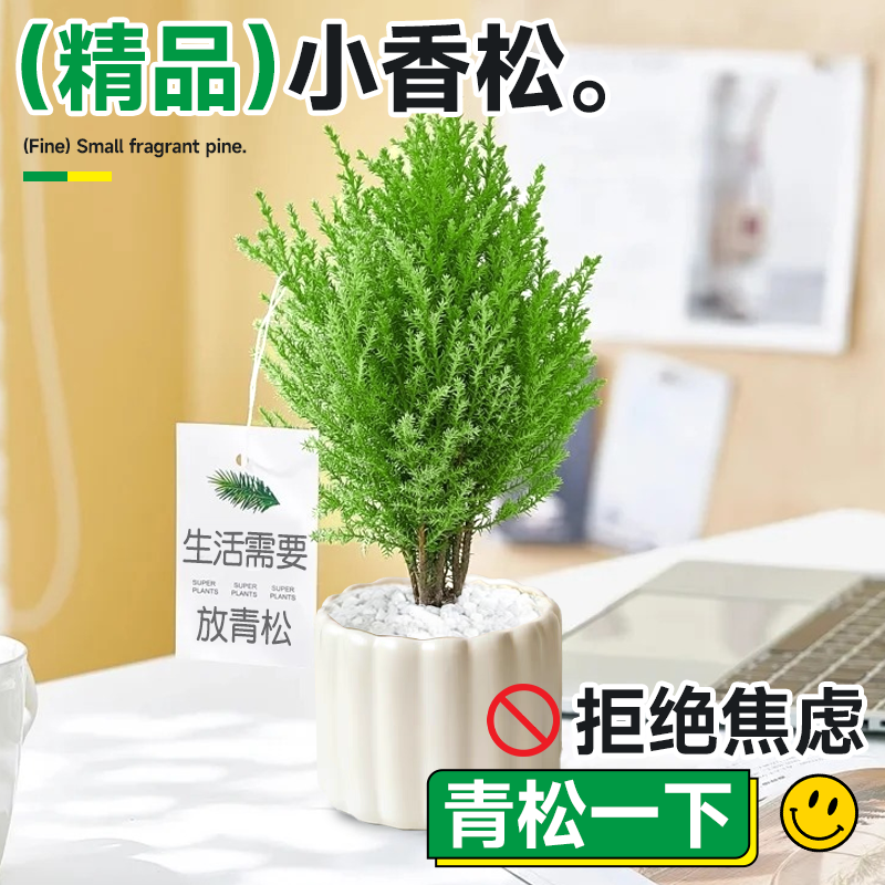 小香松放青松植物办公室室内桌面懒人绿植盆栽放轻松工位情绪盆景