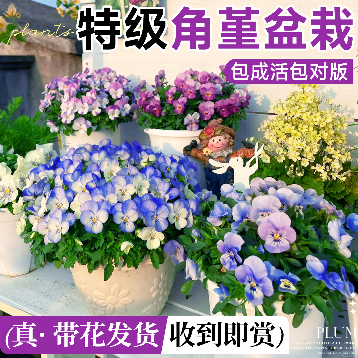 【带花盆栽】角堇三色瑾耐寒花苗