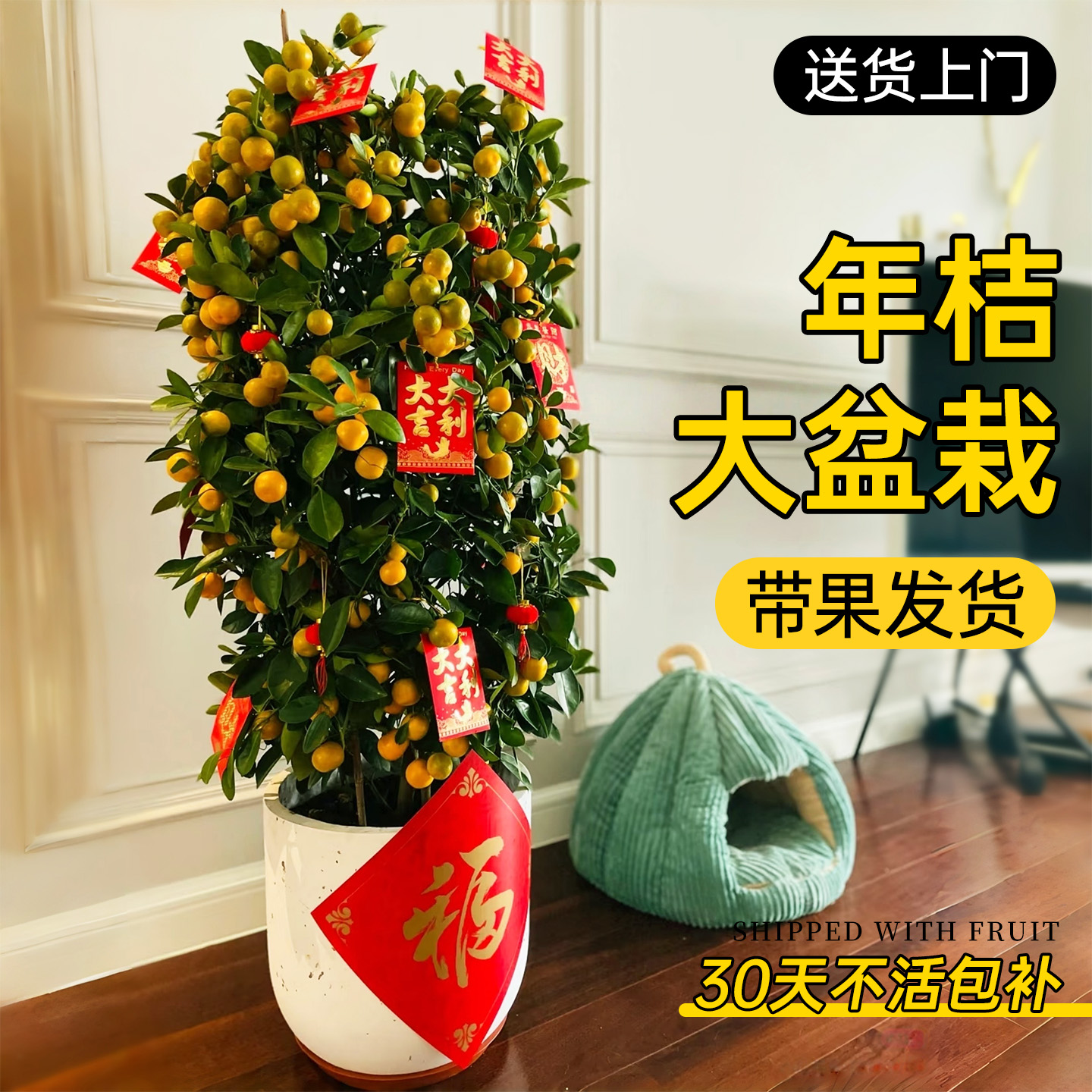 【送货上门】金桔树盆栽客厅绿植