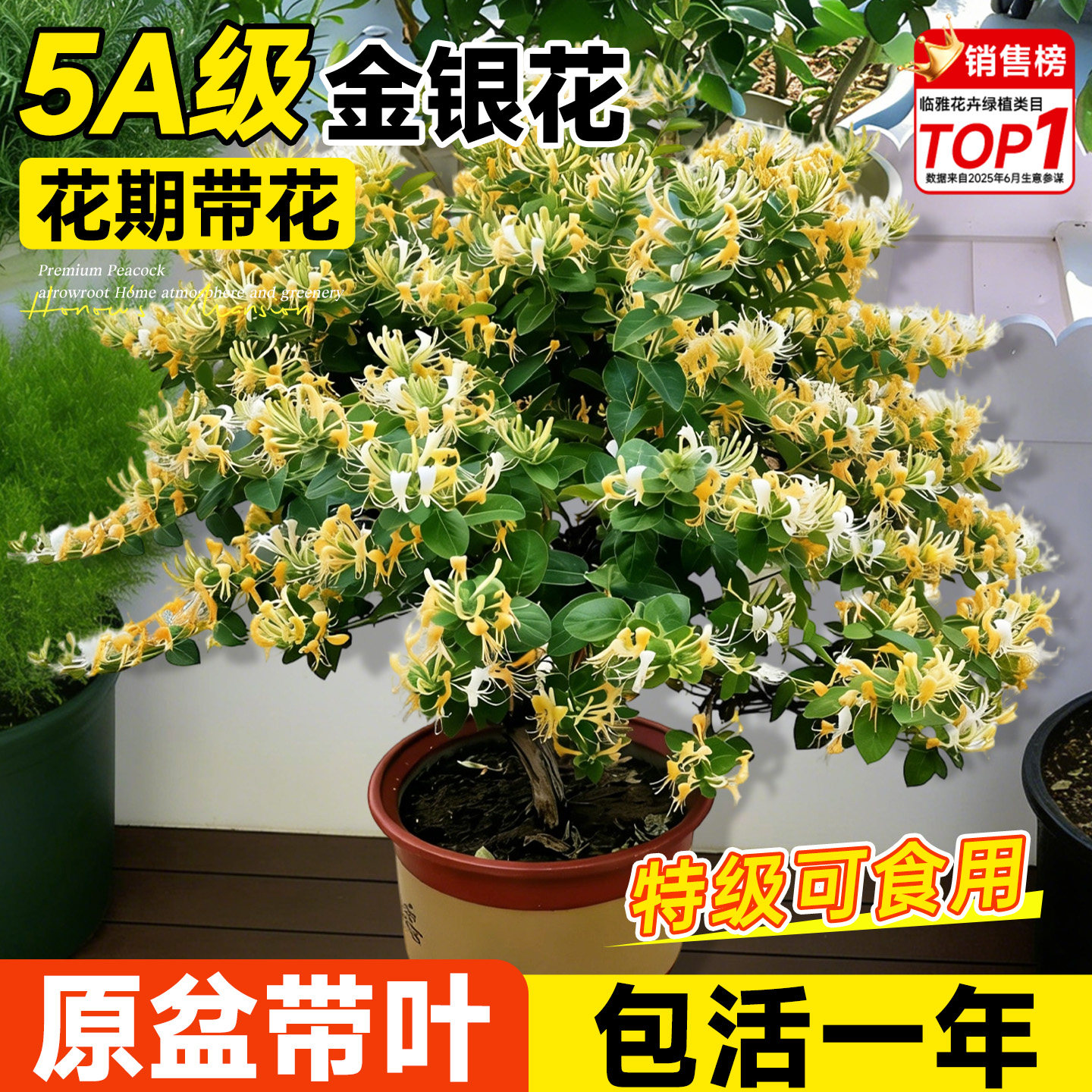 金银花老桩树苗盆栽四季阳台庭院开花可食用浓香花卉盆栽室内植物