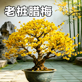 腊梅花树老桩盆栽树苗原生正宗盆景室外庭院耐寒花卉绿植冬天好养