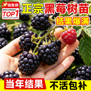 黑树莓果苗带果黑莓盆栽福瑞达当年结果南北方种植室内外阳台果树