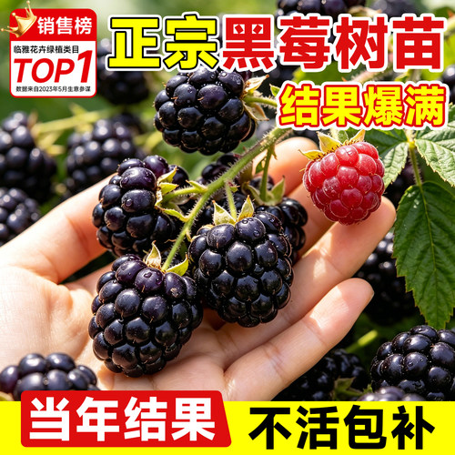 超甜黑莓当年结果假一赔十