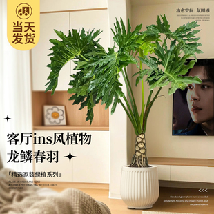 龙鳞春羽老桩盆栽大型绿植办公室内客厅落地式 大号春雨植物除甲醛