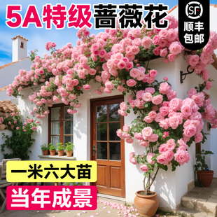 蔷薇花苗藤本月季花树大苗庭院爬藤植物阳台花卉爬墙玫瑰耐寒盆栽