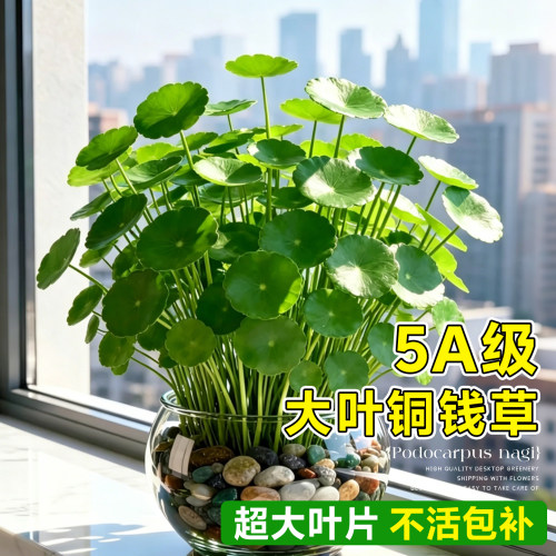 大叶铜钱草水培室内外绿植易养