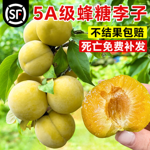 蜂糖正宗李子树苗三华李子贵州六马果树果苗阳台盆栽南方北方种植