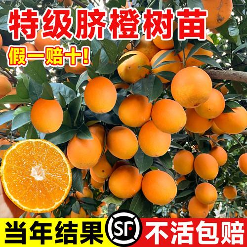 精品脐橙大苗当年结果不活包赔