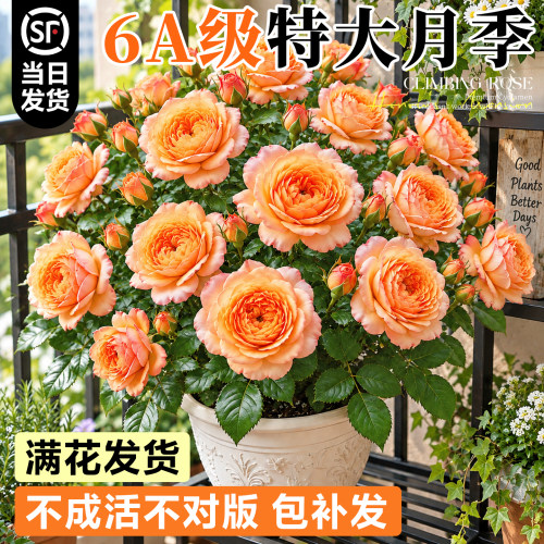 6A月季盆栽带花发不活包补