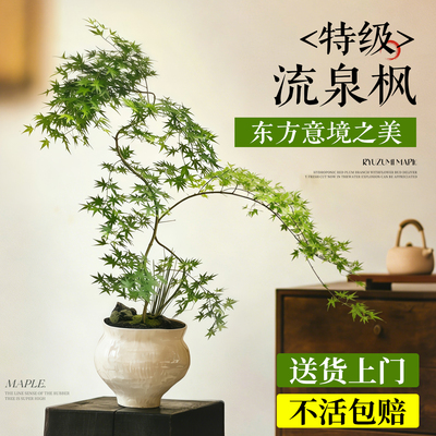 流泉枫室内高级感盆栽四季好养