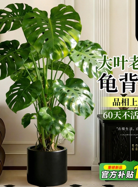 龟背竹客厅大盆栽大叶老桩大型绿植高级感室内落地植物四季好养