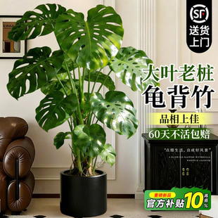 龟背竹客厅大盆栽大叶老桩大型绿植高级感室内落地植物四季好养