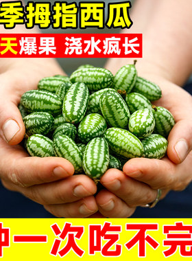拇指西瓜有土就活浇水疯长包成活