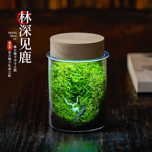 【苔藓微景观】生态瓶造景植物