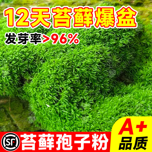 苔藓孢子12天成景96%超高发芽率