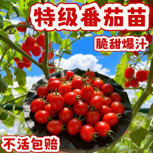 四季结果脆甜多汁小番茄