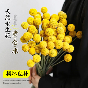 黃金球干鮮花天然真花云南基地直發(fā)客廳擺設(shè)母親節(jié)花束干燥永生花