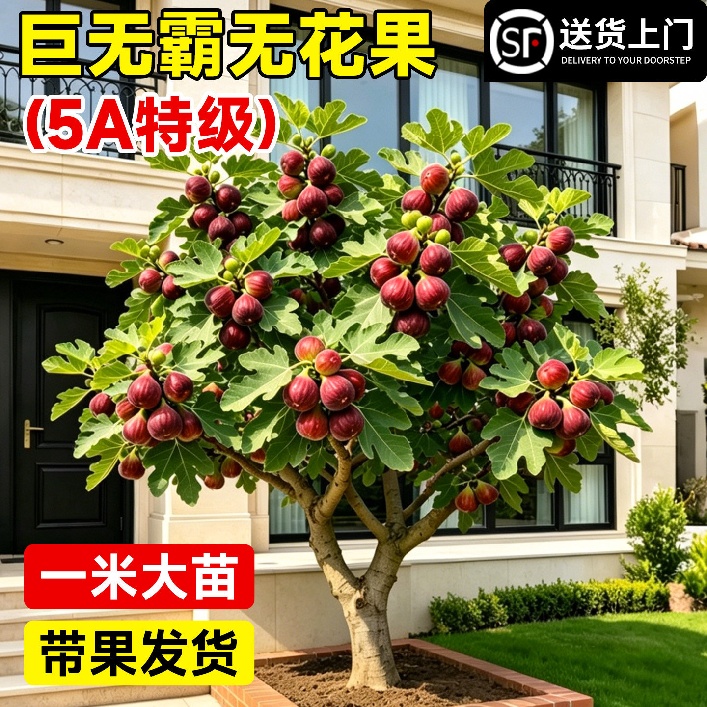 【1米带果大苗】包成活到结果！图片